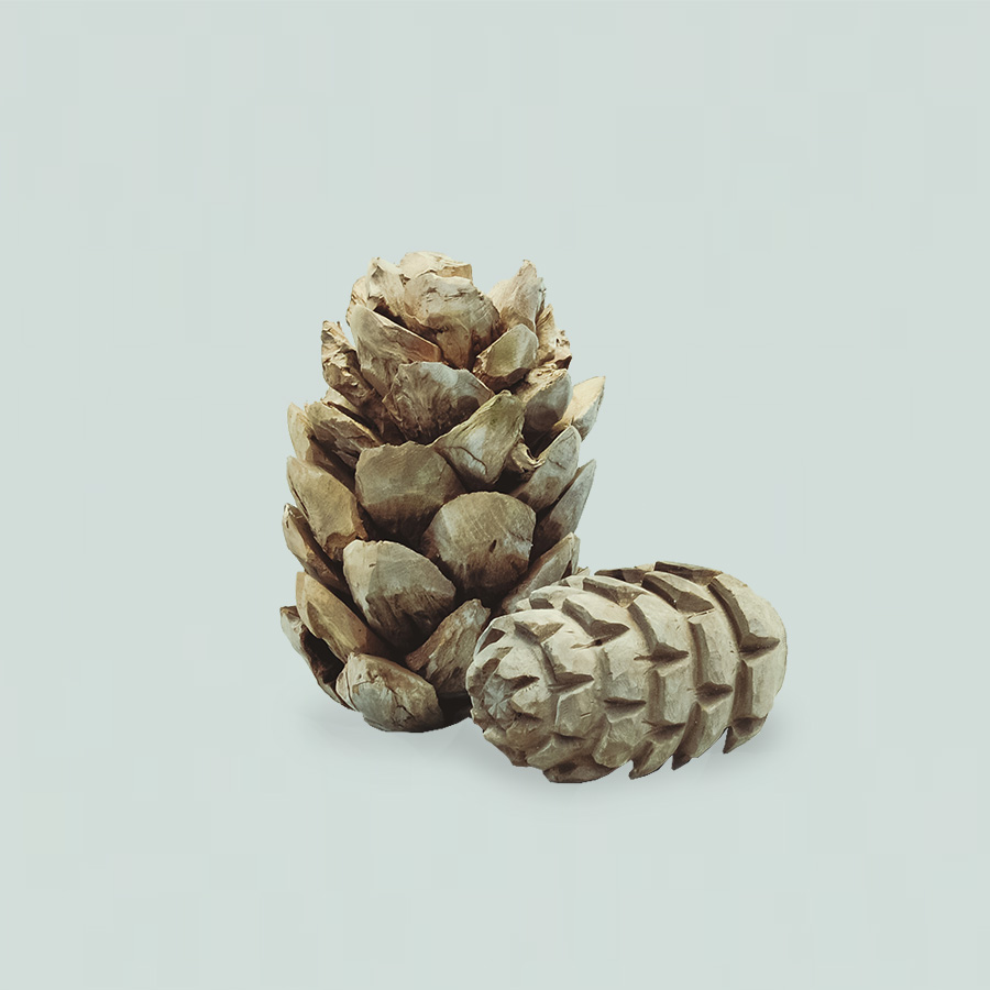 Pinecone